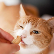 03-SNACK GATTO